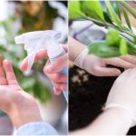 Cara merawat bunga anggrek